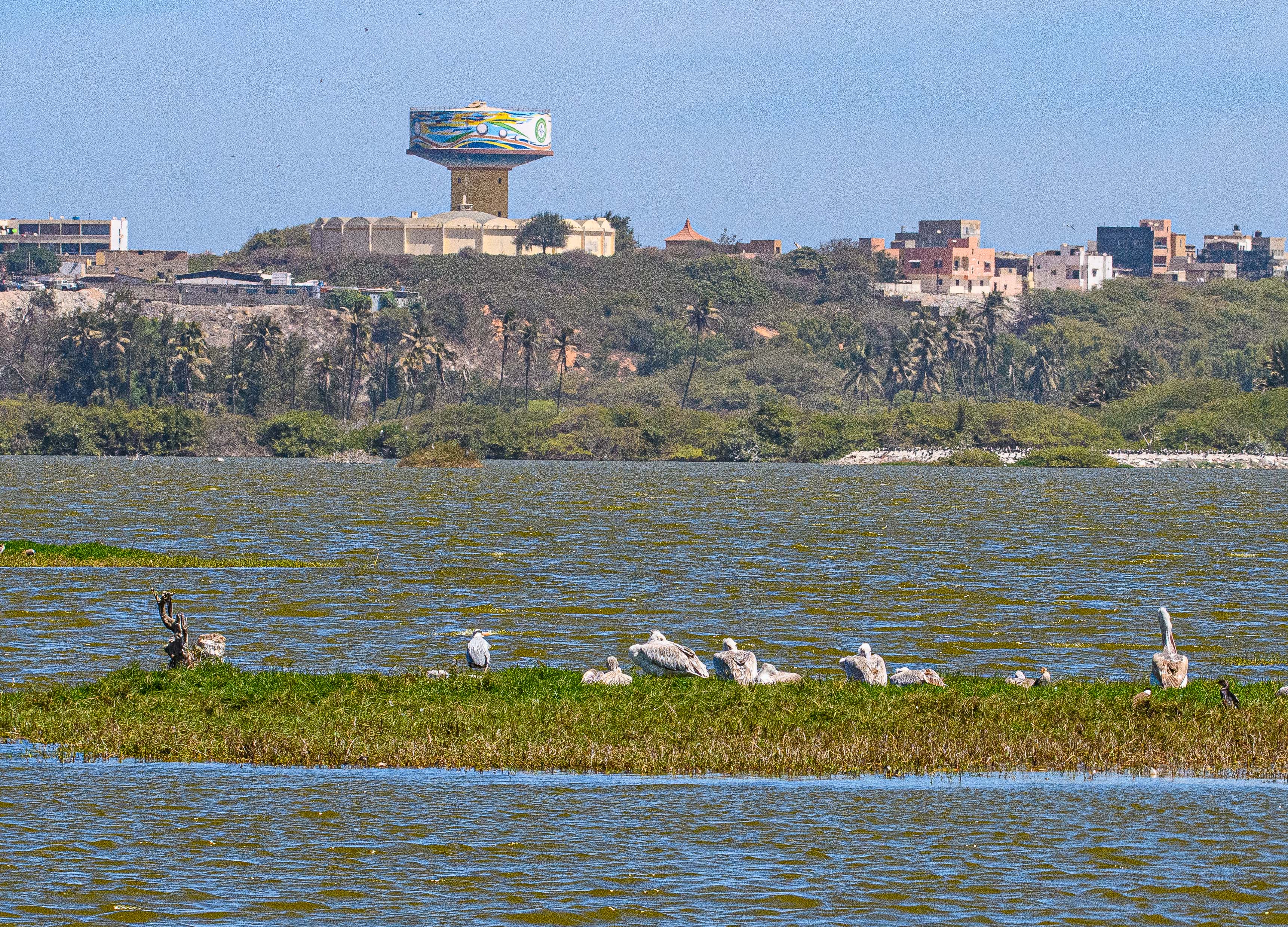 Pélicans gris (Pink-backed pelicans, Pelecanus rufescens) se reposant sur un ilot de la Grande Niaye de Dakar-Pikine, Sénégal.